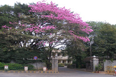 Handroanthus impetiginosus